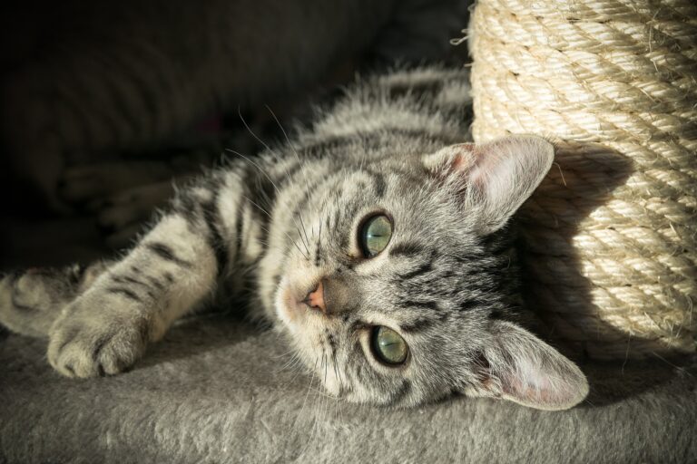 Ein ruhiger Moment: Eine entspannte Katze liegt gemütlich und genießt die Ruhe